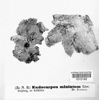 Dermatocarpon miniatum image
